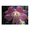 Giant Inflatable Lily Flower / Led Inflatable Hanging Flower /wedding Inflatable Flower for Event