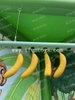 Portable Inflatable Stick Catching Game Monkey Theme Banana Drop Interactive Reaction Training Sport Toy for Kids and Adults Outdoor Party Rental